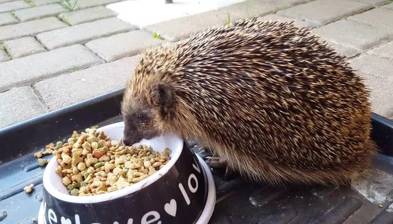 Hedgehog Food