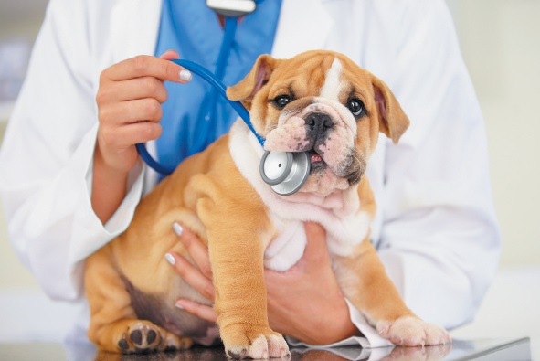 How to Protect Your Dog